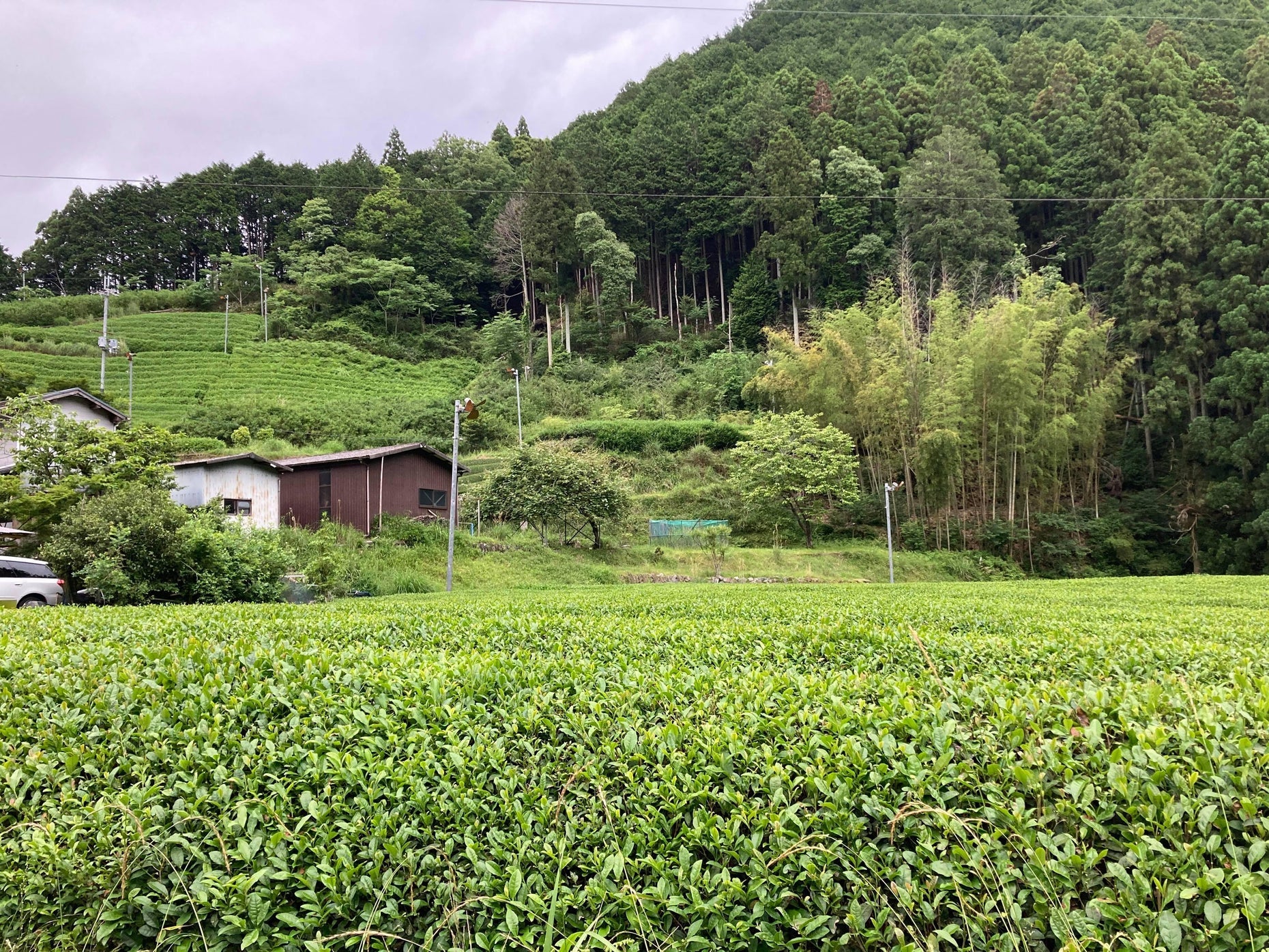 Organic Japanese Tea
