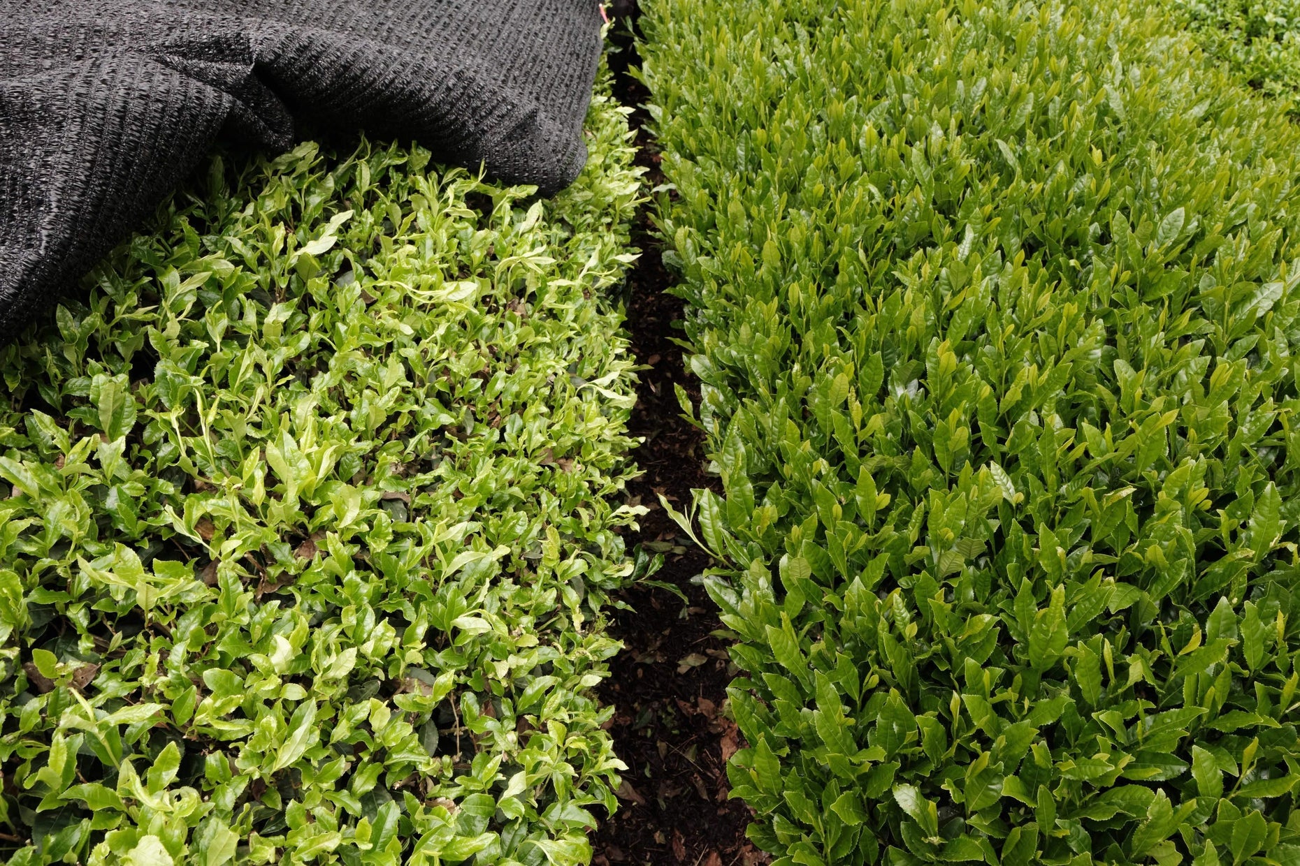 Organic Japanese Tea